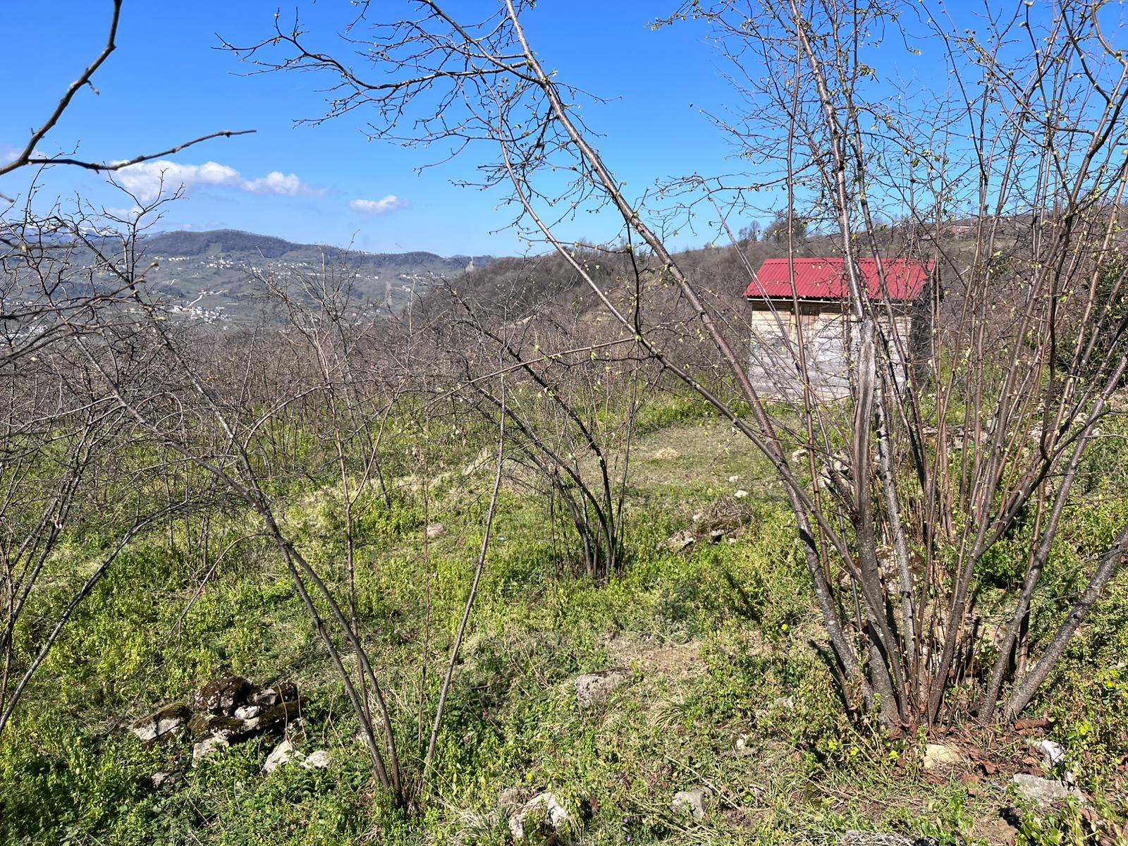 SATILIK FINDIK BAHÇESİ